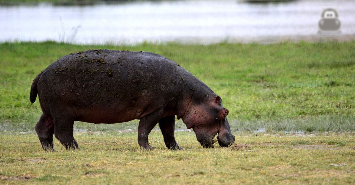 Grazend nijlpaard aan de waterkant